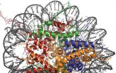 Химический состав и структурная организация хроматина